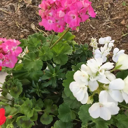 Σπίτι διακοπών Isola D'elba - Portello - Magnetite - La Casina