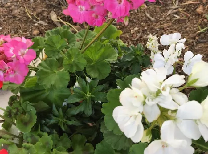 בית נופש Isola D'elba - Portello - Magnetite - La Casina